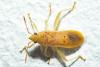 Daclera punctata